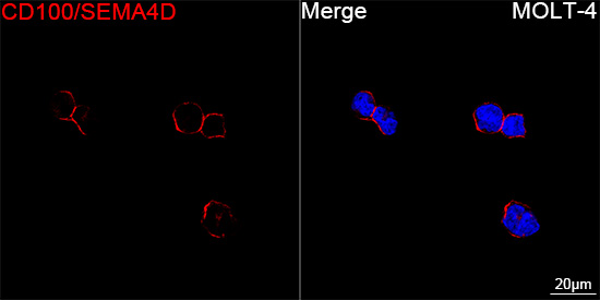 ABflo® 594 Rabbit anti-Human CD100/SEMA4D mAb