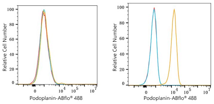 ABflo® 488 Rabbit anti-Human Podoplanin mAb