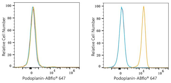 ABflo® 647 Rabbit anti-Human Podoplanin mAb