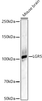 LGR5 Rabbit pAb