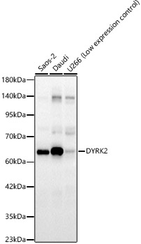 DYRK2 Rabbit pAb