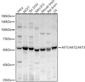 AKT1/AKT2/AKT3 Rabbit pAb