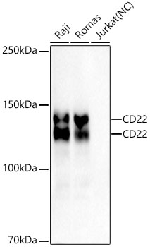 CD22 Rabbit mAb