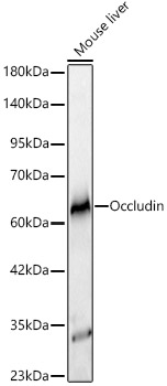 Occludin Rabbit mAb