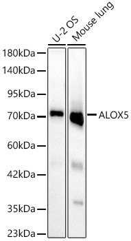 ALOX5 Rabbit mAb