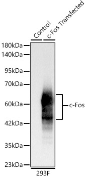 c-Fos Rabbit mAb