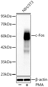 c-Fos Rabbit mAb