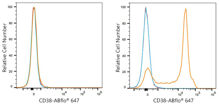 ABflo® 647 Rabbit anti-Mouse CD38 mAb