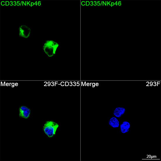 ABflo® 488 Rabbit anti-Human CD335/NKp46 mAb