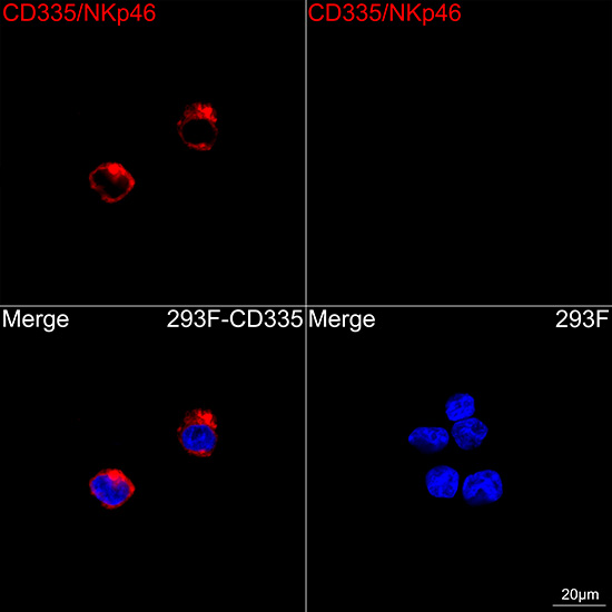 ABflo® 647 Rabbit anti-Human CD335/NKp46 mAb