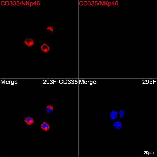 ABflo® 594 Rabbit anti-Human CD335/NKp46 mAb