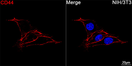 ABflo® 647 Rabbit anti-Mouse CD44 mAb