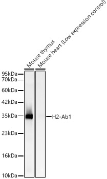 H2-Ab1 Rabbit mAb