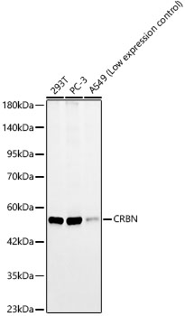 CRBN Rabbit mAb