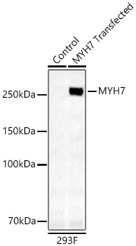 MYH7/β-MHC Rabbit PolymAb®