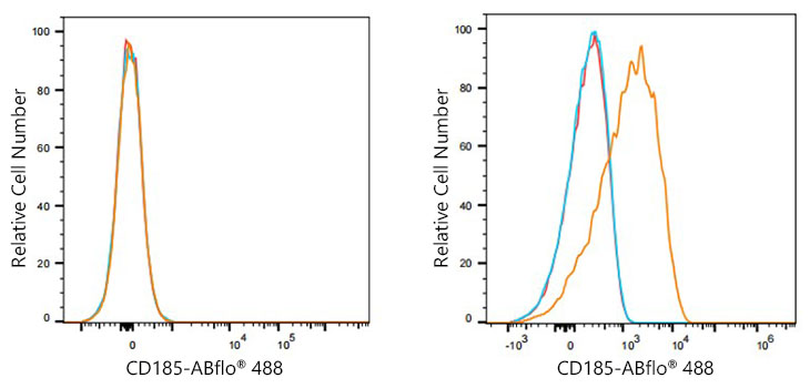 ABflo® 488 Rabbit anti-Human CD185/CXCR5 mAb