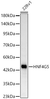 HNF4G Rabbit mAb