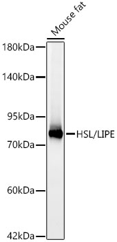 HSL/LIPE Rabbit mAb