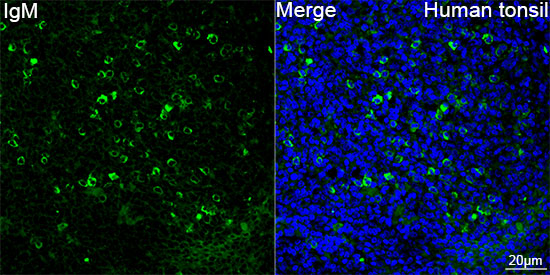 ABflo® 488 Rabbit anti-Human IgM mAb