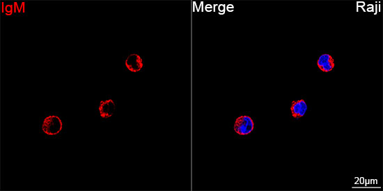 ABflo® 647 Rabbit anti-Human IgM mAb