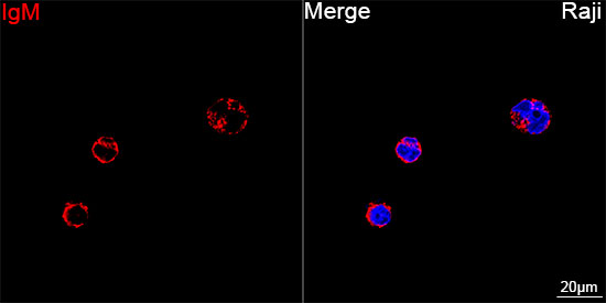 ABflo® 594 Rabbit anti-Human IgM mAb