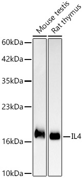 IL4 Rabbit mAb