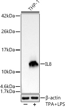 IL8 Rabbit mAb