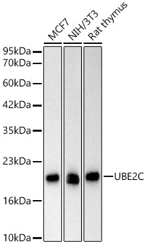 UBE2C Rabbit mAb