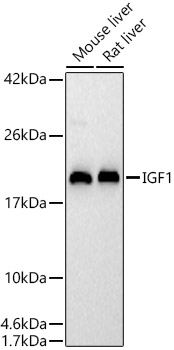 Recombinant Human LR3-IGF-1(E51R) Protein