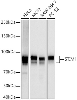 STIM1 Rabbit PolymAb®