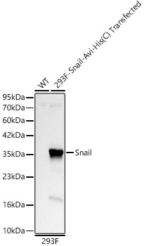 Snail Rabbit mAb