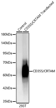 CD355/CRTAM Rabbit mAb