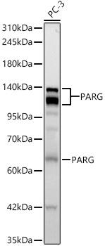 PARG Rabbit mAb