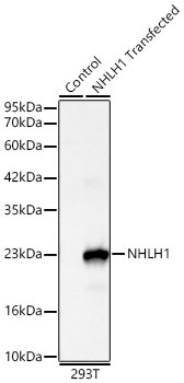 NHLH1 Rabbit mAb