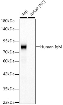 Human IgM Rabbit mAb