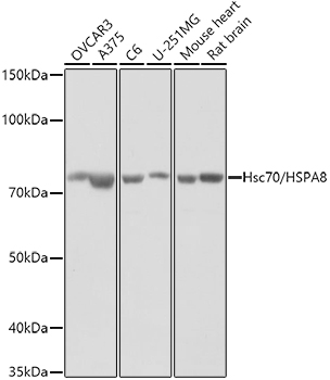 Hsc70/HSPA8 Rabbit pAb