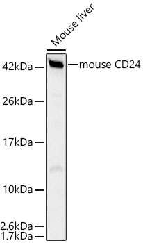 mouse CD24 Rabbit pAb