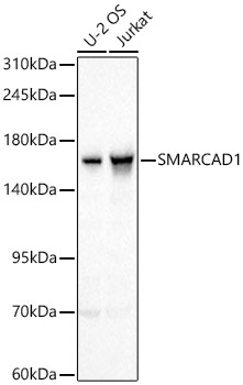 SMARCAD1 Rabbit pAb