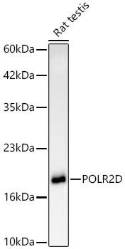 POLR2D Rabbit mAb