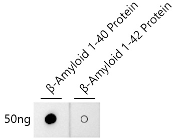 β-Amyloid(1-40) Rabbit mAb