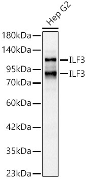 ILF3 Rabbit pAb