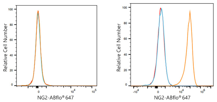 ABflo® 647 Rabbit anti-Human NG2 mAb