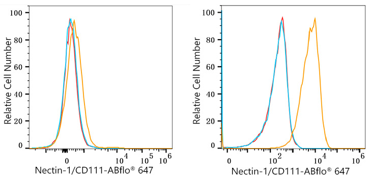 ABflo® 647 Rabbit anti-Human Nectin-1/CD111 mAb