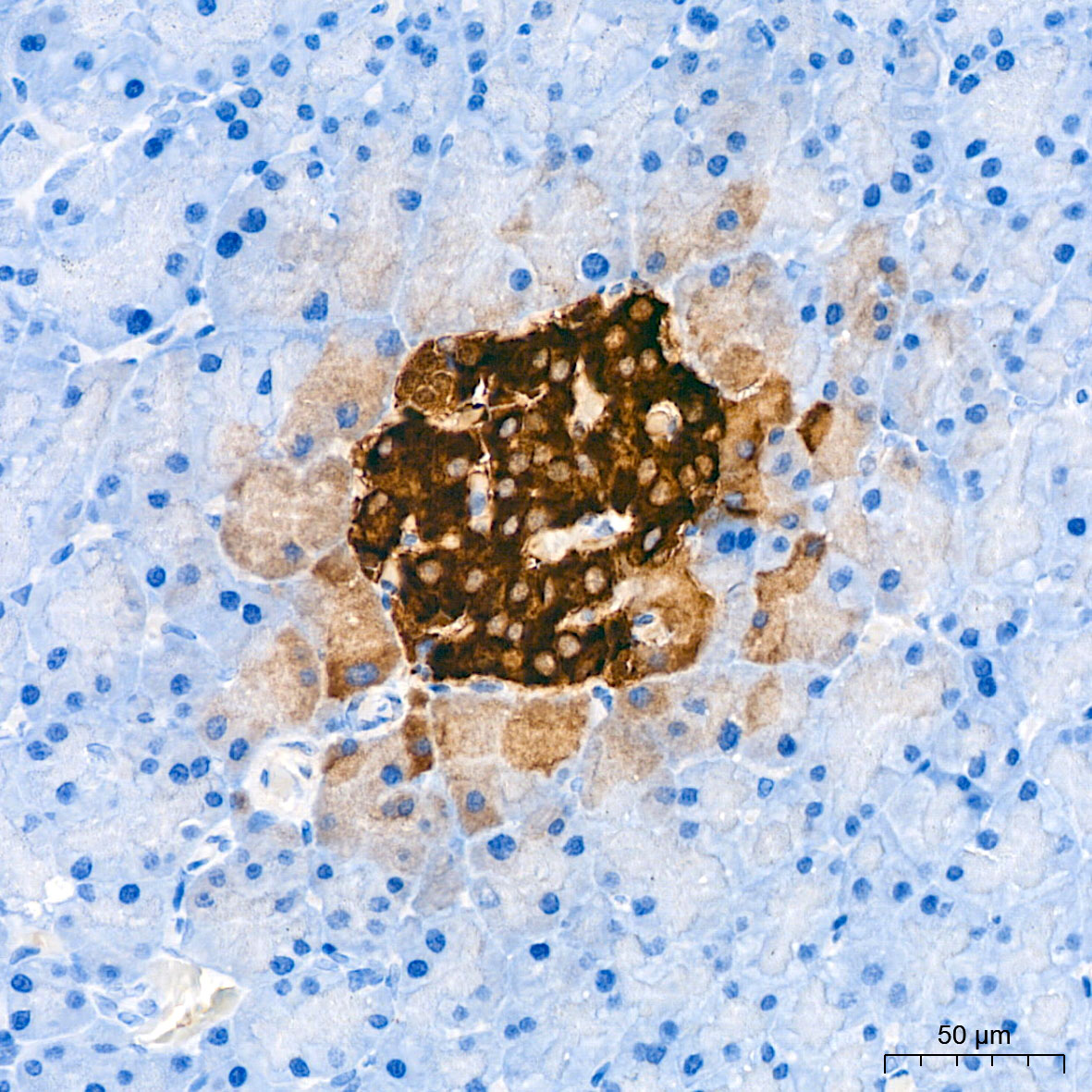 C-Peptide Rabbit mAb