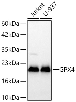 [KD Validated] GPX4 Rabbit mAb