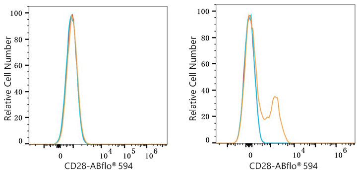 ABflo® 594 Rabbit anti-Mouse CD28 mAb