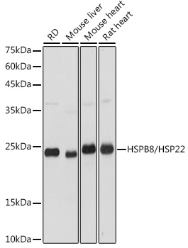 HSPB8/HSP22 Rabbit pAb