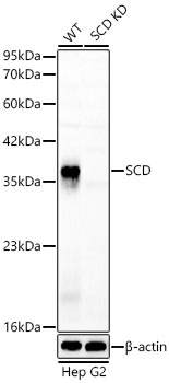 [KD Validated] SCD Rabbit pAb