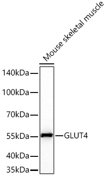 GLUT4 Rabbit pAb