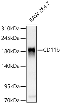 CD11b Rabbit pAb